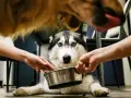 Siberian husky z niebieskimi oczami czeka na jedzenie, dwie ręce trzymają miskę. Inny pies liże język nad nim.