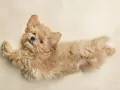 Czy maltipoo ma włosy? Tak, ten uroczy szczeniak ma puszyste, falowane włosy.