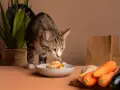 Kot wącha miseczkę z jedzeniem, w której jest wątróbka dla kota. Obok leżą marchewki i kurczak.