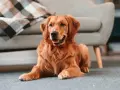 Złoty retriever leży na dywanie obok kanapy. Dowiedz się, jak nauczyć szczeniaka zostawać samemu w domu, by Twój pupil czuł się bezpiecznie.