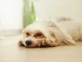 Smutny piesek leży na podłodze, jego oczy wyrażają zmęczenie. Czy to objawy anemii u psa? Rokowania zależą od przyczyny.