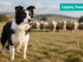 Czarny i biały border collie zagania owce na zielonej łące. Pies jest w centrum uwagi, a owce pasą się w tle.