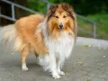 Piękny pies rasy collie o długiej, złocistej sierści stoi na chodniku.