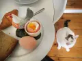 Biały kot z pręgowanym ogonem patrzy na talerz z jajkiem na miękko, croissantem i chlebem. Czy kot może jeść jajka? Ten kot wygląda, jakby chciał się przekonać.