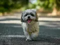 Szczęśliwy shih tzu, z językiem na wierzchu, idzie ścieżką. Jego waga jest idealna do spacerów.