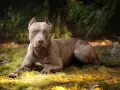 Potężny pies rasy pitbull o brązowej sierści leży na trawie, otoczony zielenią lasu.