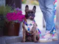 Francuski buldog w kolorowym dławiku dla psa. Jak założyć dławik? Pies siedzi obok donicy z kwiatami.