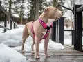Pies rasy pitbull w różowych szelkach na drewnianym pomoście, zimą. Dowiedz się, jak założyć szelki psu, by spacer był bezpieczny i komfortowy.