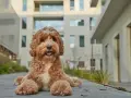 Urocza mieszanka pudla z labradorem, z kudłatym, rudym futrem, siedzi na chodniku przed nowoczesnym budynkiem.