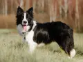 Piękny border collie w trawie, z językiem na wierzchu. Długość życia tej rasy jest imponująca.