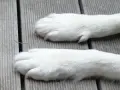 Dwa białe, puszyste łapy psa leżą na drewnianej desce. Zastanawiasz się, ile palców ma pies?
