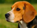Uroczy beagle z długimi, białymi wibrysami u psa, spogląda w bok na zielone tło.