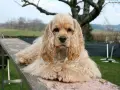 Uroczy cocker spaniel, jedna z wielu odmian tej rasy, leży na drewnianej kładce, gryząc przysmak.