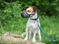 Mały piesek w kagańcu, biało-brązowy Jack Russell Terrier, stoi na powalonym drzewie w zielonym lesie.