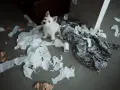 Mały szczeniak sam w domu 8 godzin. Zostawił za sobą bałagan z papieru i koc.