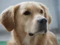 Piękny golden retriever o ciepłych, złotych kolorach sierści, z czarnym nosem i bystrymi oczami.
