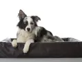 Pies rasy Border Collie z heterochromią, leżący w brązowym legowisku. Jego jedno oko jest niebieskie, drugie brązowe. Wygląda jakby miał ADHD u psa, ale to tylko jego czujność.