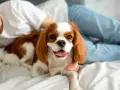 Uśmiechnięta dziewczyna głaszcze Cavaliera King Charles Spaniela, jedną z uroczych ras psów, leżącego na łóżku.
