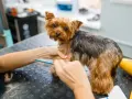 Yorkshire terrier czesany grzebieniem. Domowe sposoby na kołtuny u psa to regularne szczotkowanie, aby sierść była gładka i lśniąca.