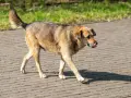 Brązowy pies z niebieską metką na uchu idzie po chodniku, oblizując się. Może właśnie zjadł coś nieodpowiedniego, jak odchody.