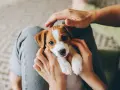 Uroczy szczeniak Jack Russell Terrier w ramionach człowieka. Czas spędzony z matką jest kluczowy dla jego rozwoju.