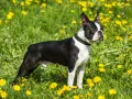 Boston terrier waga idealna, piesek stoi na łące pełnej żółtych mniszków lekarskich.
