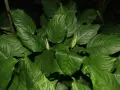 Gęsta aglaonema z pąkami kwiatów, wśród liści czai się mały, czarny kot.