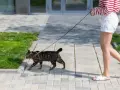 Kot na smyczy, uczony jak nauczyć kota chodzić na smyczy, spaceruje po chodniku obok swojej opiekunki.