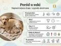 Szczęśliwa suczka labrador z nowo narodzonymi szczeniętami. Obrazek informuje, ile pies jest w ciąży i jakie są etapy porodu.