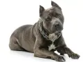 Potężny amstaff w metalowym łańcuchu, idealny do tabeli wagi amstaffa.