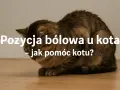 Kot w pozycji bólowej, skulony, z opuszczoną głową. Tekst informuje o tym, jak rozpoznać i pomóc kotu w cierpieniu.