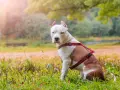 Amstaff w czerwonej uprzęży siedzi na trawie. Zastanawiasz się, ile żyje amstaff? Dbaj o swojego pupila, a będzie cieszył się długim życiem.