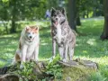 Dwa psy rasy akita inu, jeden rudy, drugi pręgowany, siedzą i stoją na pniu drzewa w parku. Ich charakter jest spokojny i dumny.