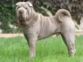 Pies rasy shar pei z charakterystycznymi zmarszczkami na pysku i ciele, stoi na zielonej trawie.