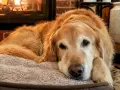 Uroczy golden retriever po polsku odpoczywa przy kominku, wtulony w miękkie posłanie.