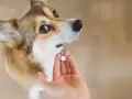 Corgi patrzy na tabletkę na odrobaczenie w dłoni. Po jakim czasie działa tabletka na odrobaczenie psa?