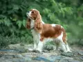 Cavalier king charles spaniel usposobienie: pies o łagodnym spojrzeniu, z długimi, falującymi uszami, stoi na kamienistej ścieżce wśród zieleni.