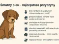 Smutny pies, który nie chce jeść, może cierpieć z powodu samotności, zmian w otoczeniu, chorób lub depresji.