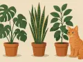 Pomarańczowy kotek siedzi obok roślin doniczkowych, wśród których są rośliny trujące dla kota, jak monstera i sansewieria.