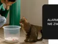 Kobieta pochyla się nad kotem, który siedzi obok kuwety. Czyżby kot miał problem, jak sika kot?