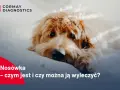 Smutny piesek leży na białym tle. Tekst informuje o objawach nosówki u psa i możliwościach leczenia.