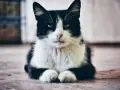 Czarno-biały kot z wyrazistymi oczami, jakby miał syndrom Downa, siedzi na podłodze.