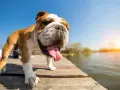 Buldog na drewnianym pomoście, dyszący z wystawionym językiem. Idealny przykład, jak schłodzić psa w upalny dzień nad wodą.