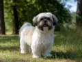 Największy shih tzu, puszysty piesek o białej i brązowej sierści, stoi na trawie w lesie, merdając ogonem.