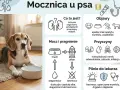 Smutny beagle leży obok miski z wodą. Informacje o mocznicy u psa: objawy, przyczyny, kiedy pilnie do lekarza. Bezmoc to brak sikaniu.