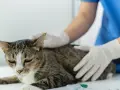 Weterynarz bada kota, który może mieć udar. Kot wygląda na chorego, a weterynarz w rękawiczkach delikatnie go głaszcze.
