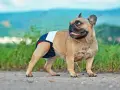 Francuski buldog w pieluszce, gotowy na dni płodne. Cieczka u psa to ważny czas.