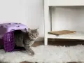 Szary kot wychodzi z fioletowego transportera. Zamykanie kota na noc w transporterze to dla niego przygoda.