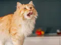 Puszysty rudy kot z językiem na wierzchu, zastanawiający się, czy kot może jeść masło.