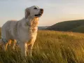 Piękny golden retriever stoi na wzgórzu wśród wysokiej trawy, patrząc w dal.